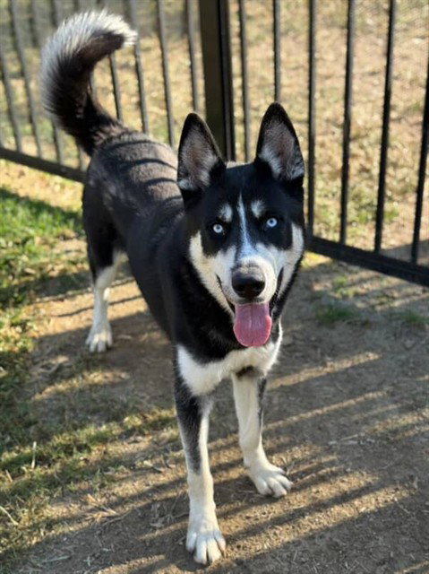 OLIVER - Siberian Husky available for adoption