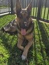 LUKE - Photo 1