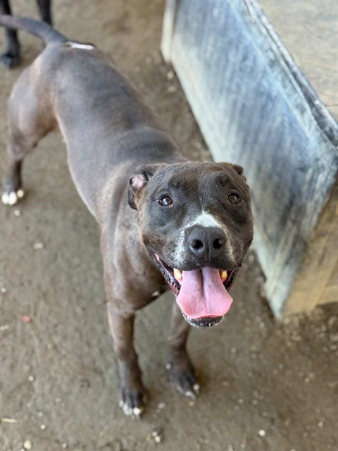 MARLEY - Pit Bull Terrier available for adoption