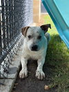 PEANUT - Photo 1