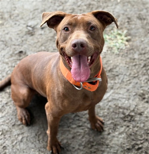 PUDDING - Labrador Retriever available for adoption