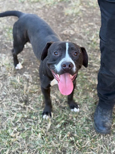 picture of the dog needing adoption