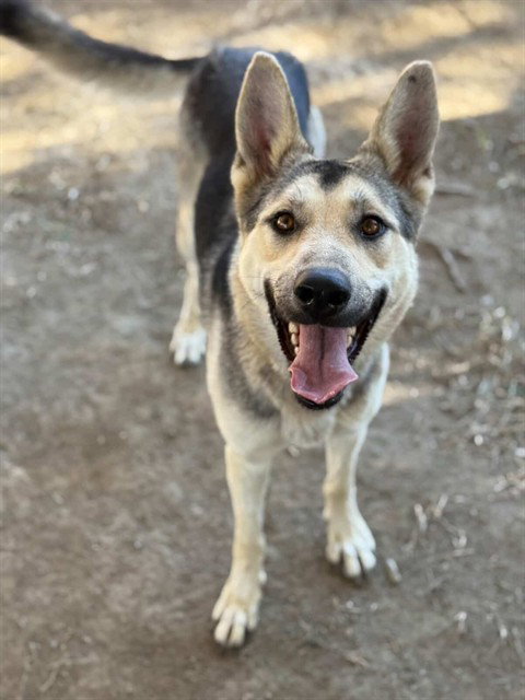 LUNA - German Shepherd Dog available for adoption