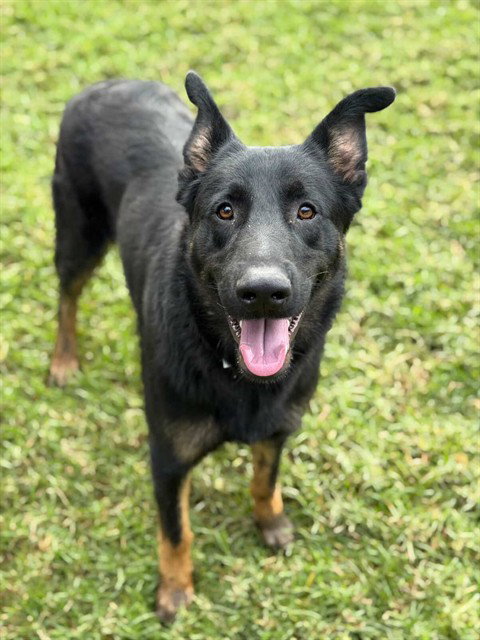 SOLDIER - German Shepherd Dog available for adoption