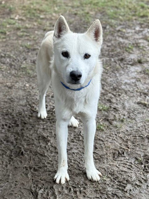 SHILOH - Siberian Husky available for adoption