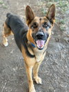 SAMPSON - Photo 1