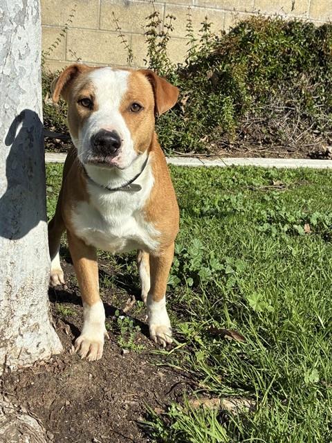 CALVIN - Pit Bull Terrier available for adoption