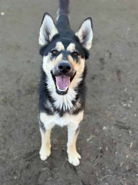 BELLA Image