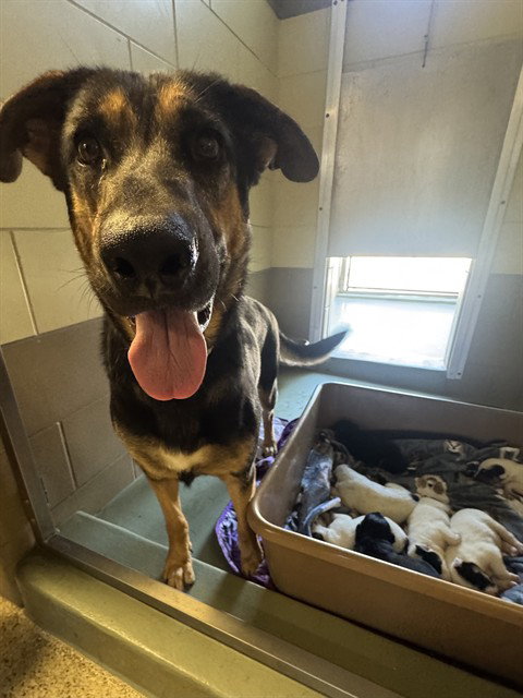 REINA - German Shepherd Dog available for adoption