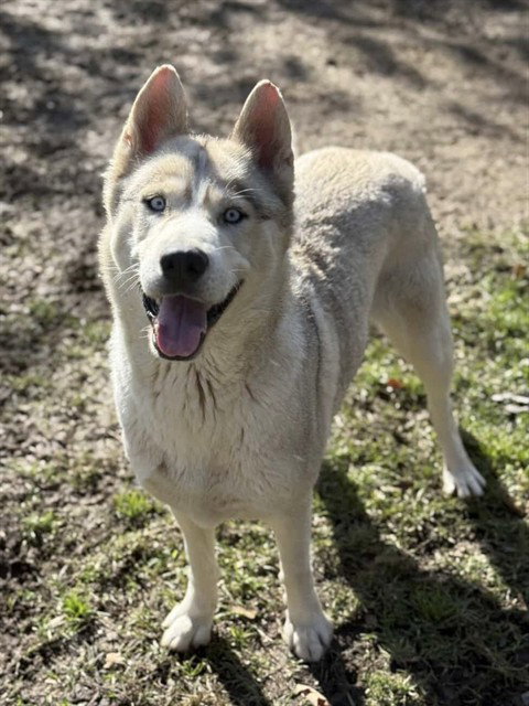 SNOW - Siberian Husky available for adoption