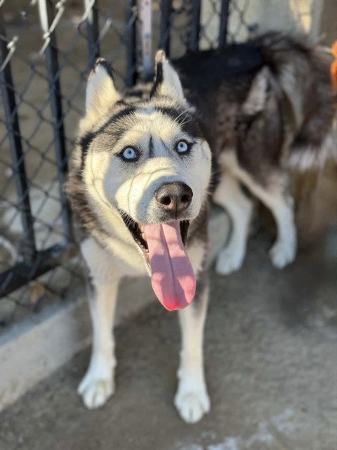 TROY - Siberian Husky available for adoption