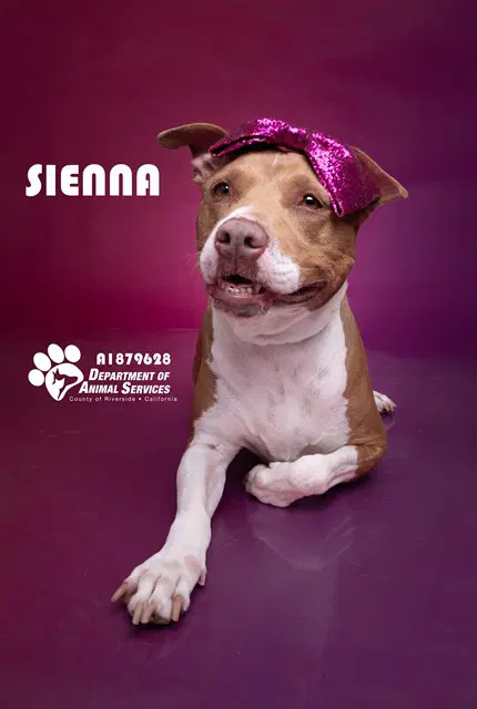 Sienna - Pit Bull Terrier