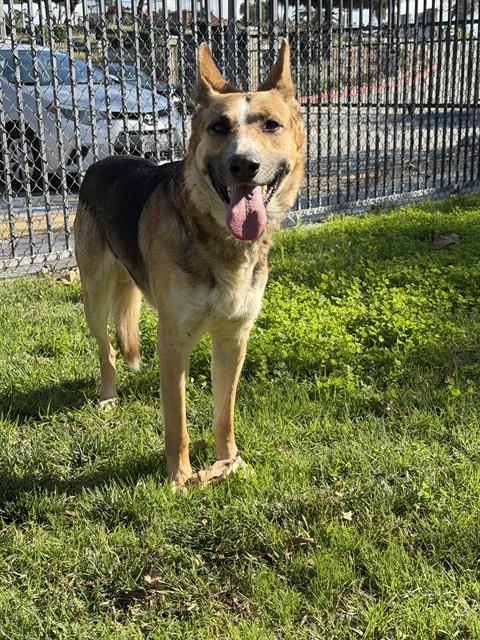 BUSTER Image