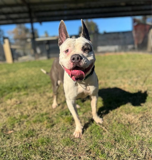 picture of the dog needing adoption
