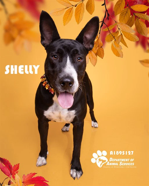 Shelly