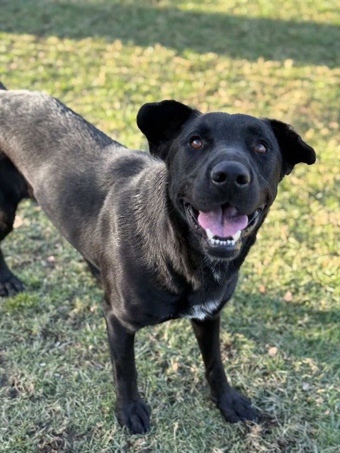 Labrador Retriever