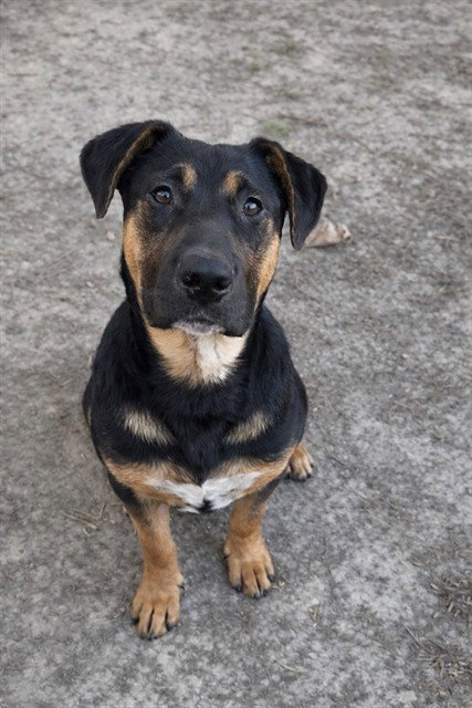 Rottweiler