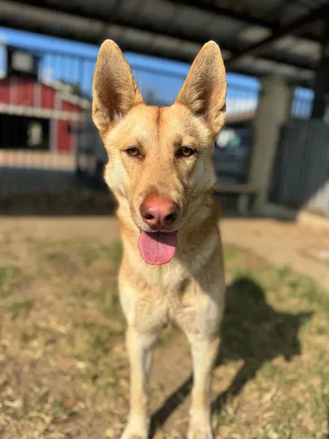 Louisa - German Shepherd Dog