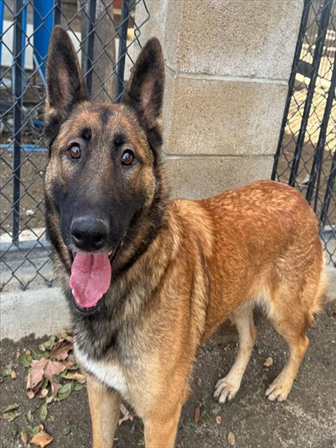 German Shepherd