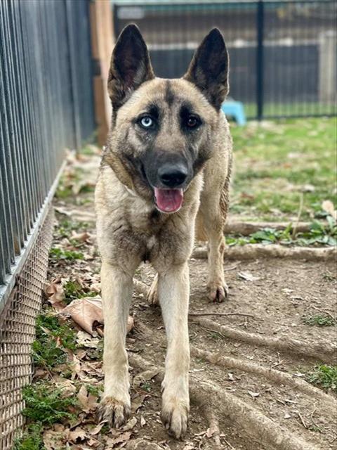 German Shepherd