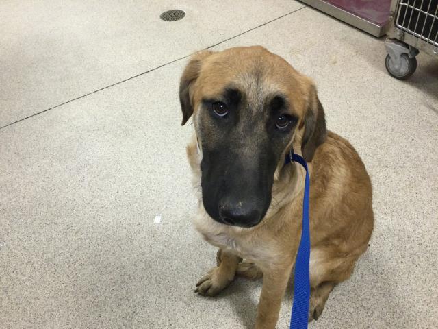 DARLA Image