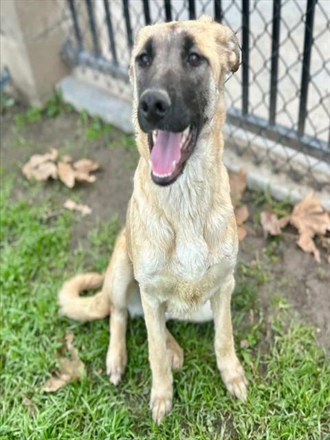 Saluki