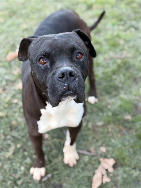 Boxer