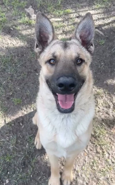 picture of the dog needing adoption