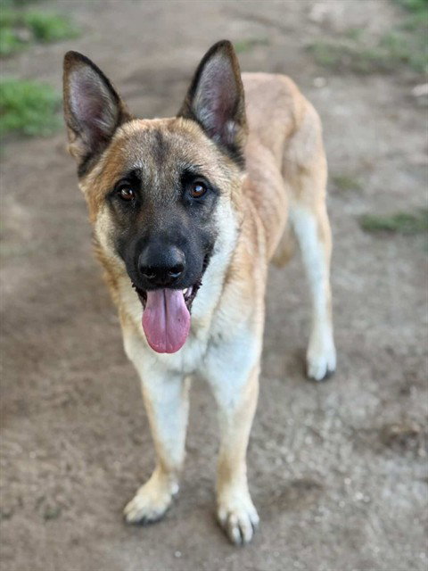 German Shepherd