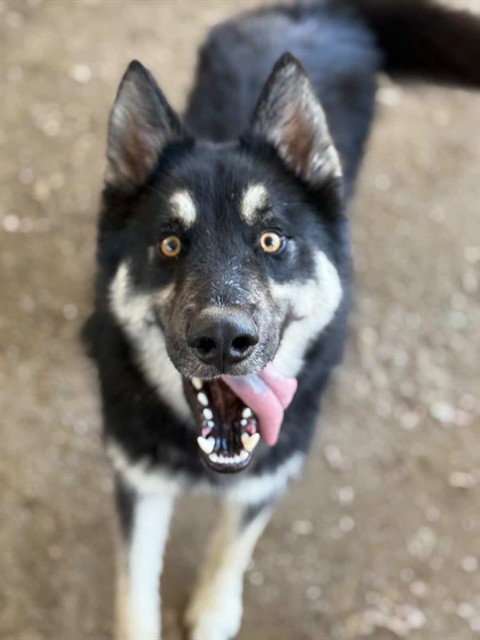 picture of the dog needing adoption