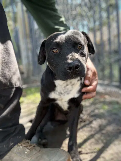 Tim - Pit Bull Terrier