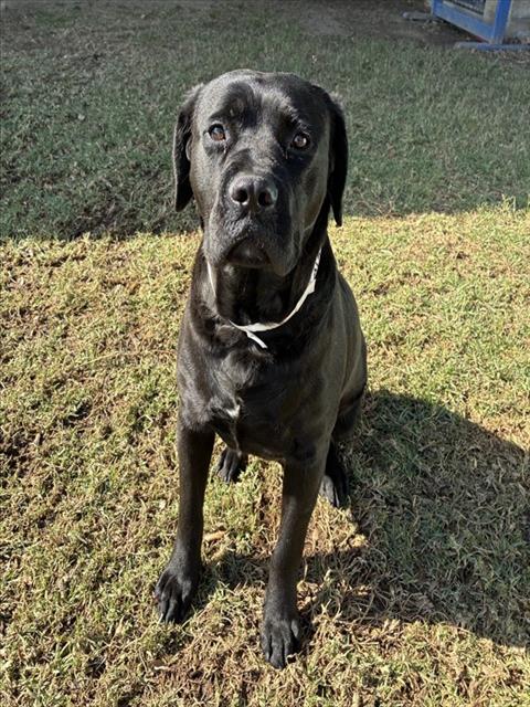 SALLY Image