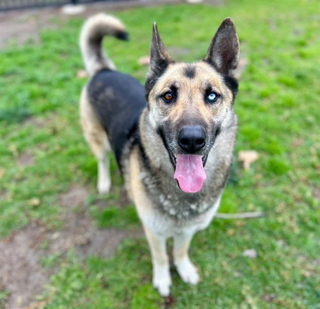 German Shepherd