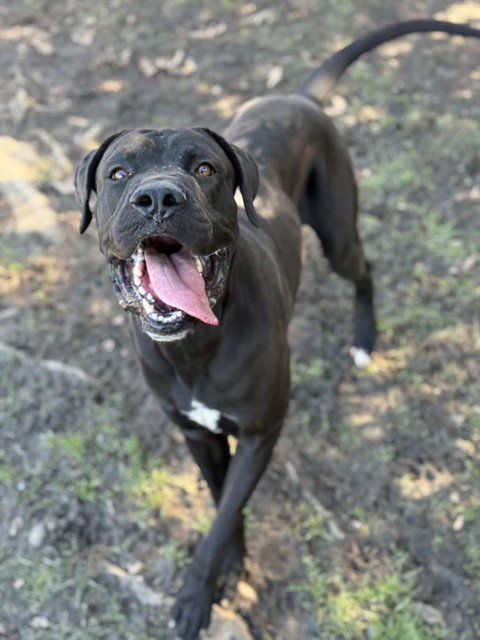 picture of the dog needing adoption
