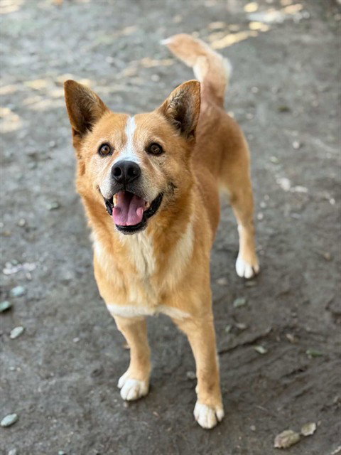 Australian Cattle Dog
