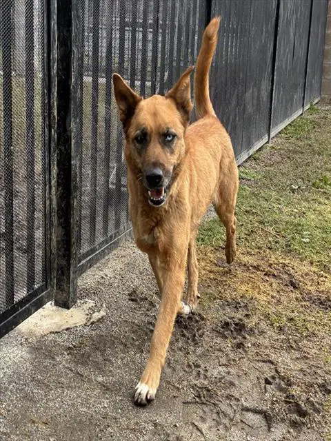Luna Moon - German Shepherd Dog