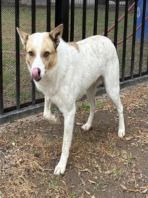 Australian Cattle Dog