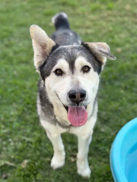 Pops - Siberian Husky