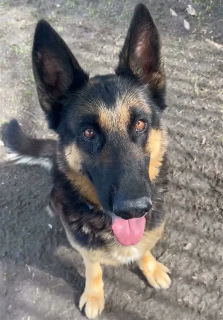 German Shepherd