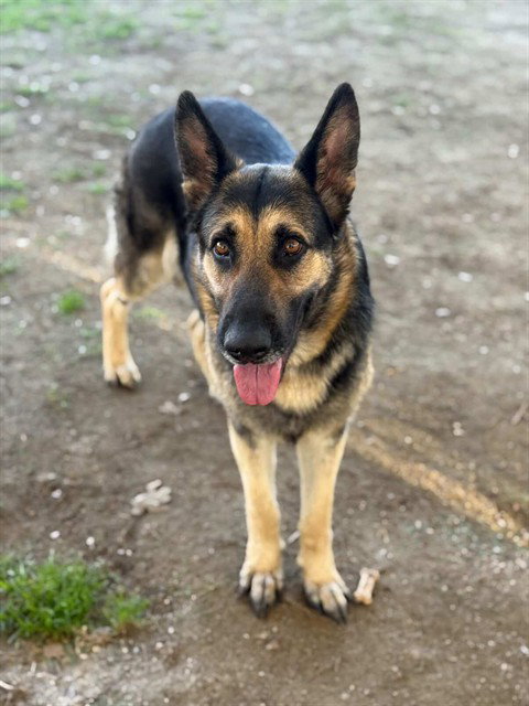 German Shepherd