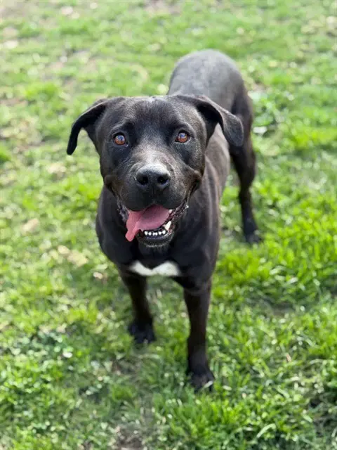 Leo - Pit Bull Terrier