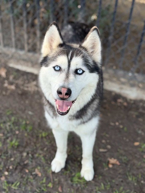 Siberian Husky