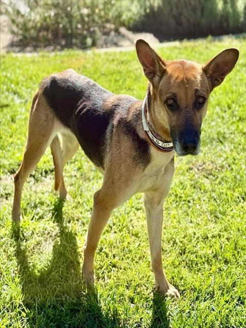 German Shepherd