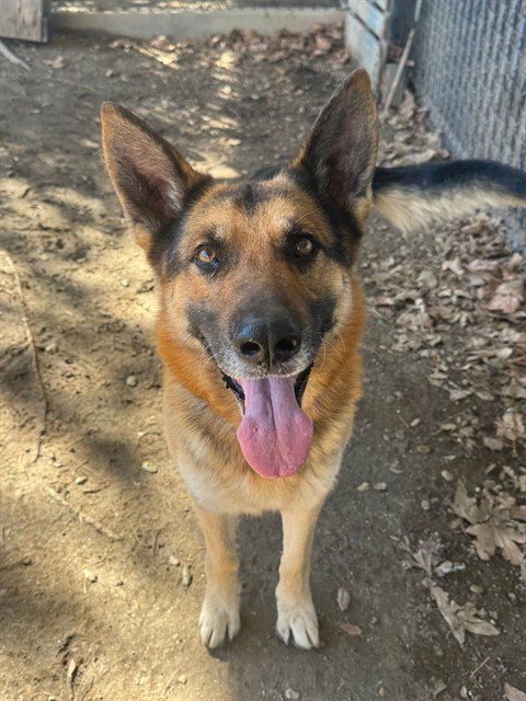 Toast