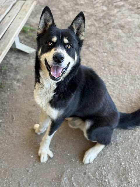 PICKLES Image