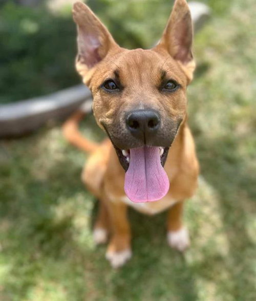 CALVIN, an adoptable Pit Bull Terrier in Riverside, CA