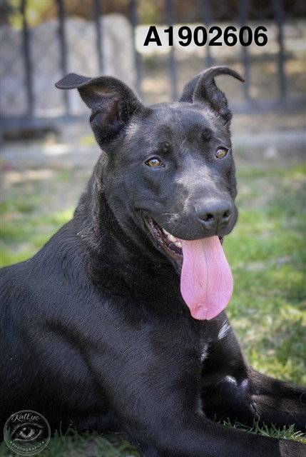 ALFIE Image