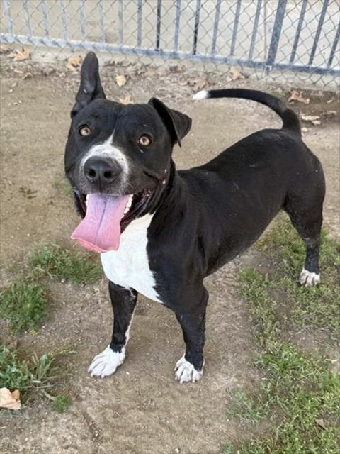 BUSTER Image