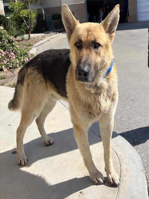 German Shepherd