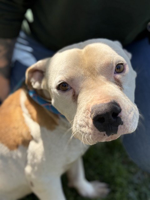 Pit Bull